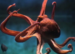 用SEM探索生物体的微观世界