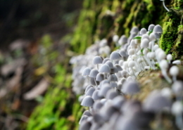 生物样本分析指南