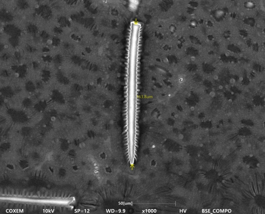 利用COXEM桌面SEM EM-40探索微针的微观结构